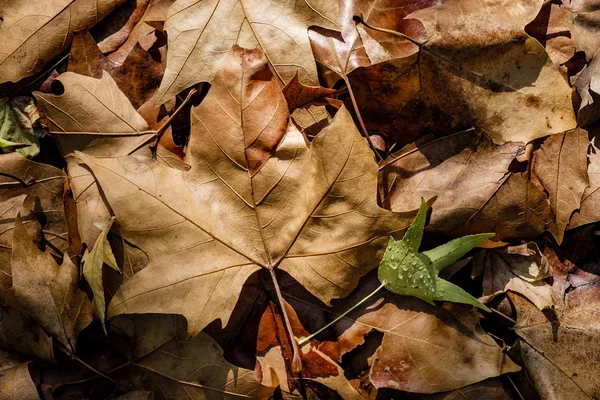 Фон с осенью красочные листья — стоковое фото