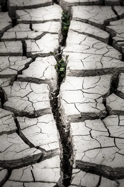 Dry land — Stock Photo, Image