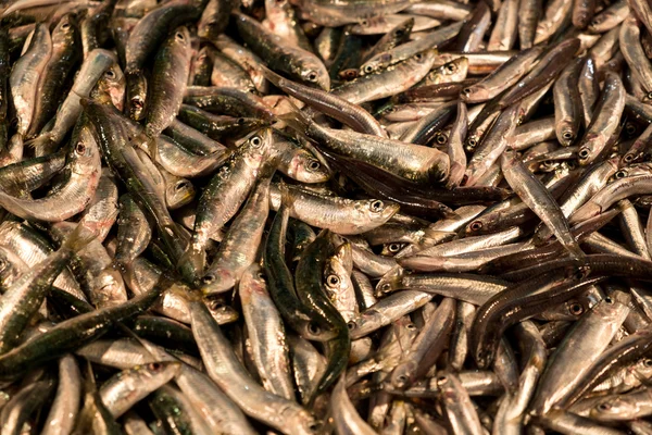 Frischer Fisch — Stockfoto