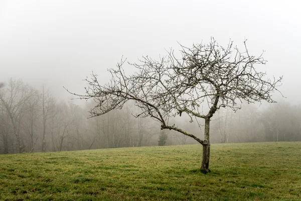 Albero nelle Asturie — Foto Stock