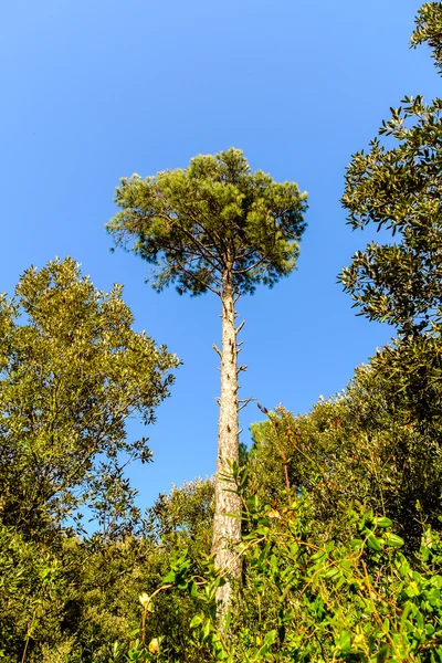 Forest in Catalonia, Spain — Stock Photo, Image