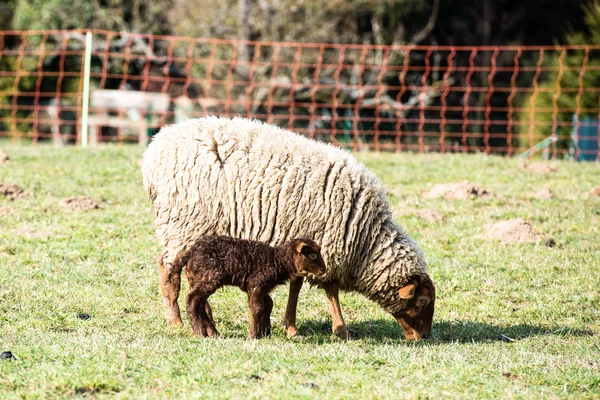 Mother sheep and her lamb — Stock Photo, Image