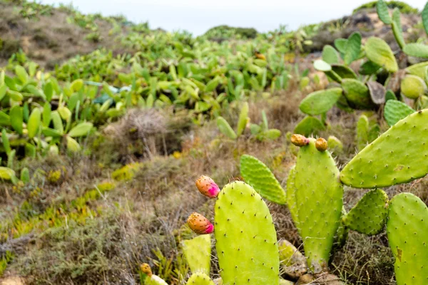 Prickly Pear Cactus — Stock Photo, Image