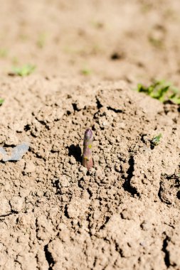 Kuşkonmaz baş sürgünler toprak yukarıda