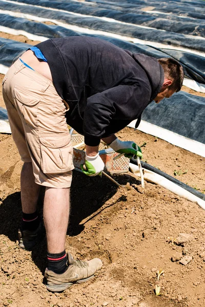 Uomo che raccoglie asparagi su un campo — Foto Stock