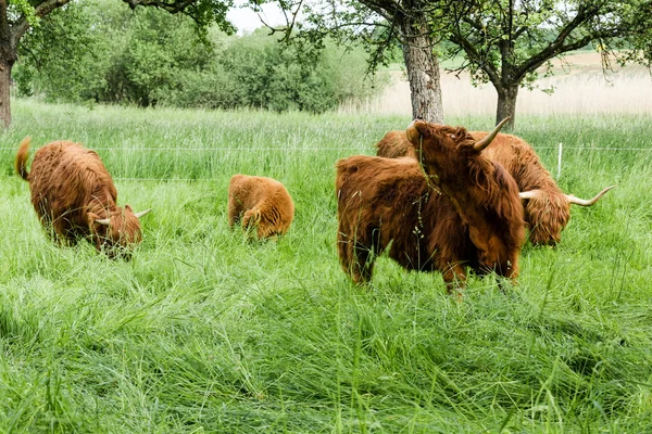 Szkockie highland krowy — Zdjęcie stockowe