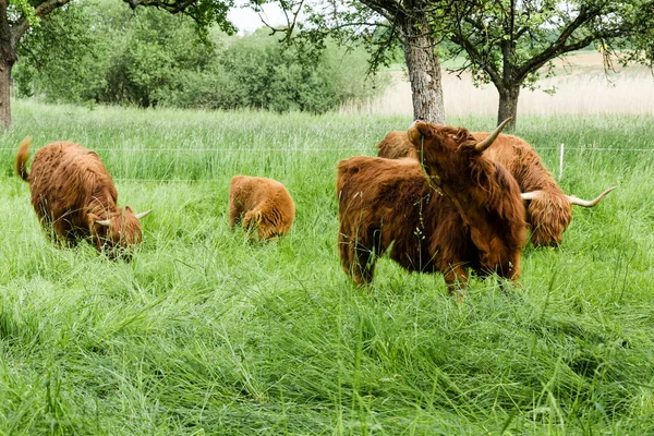 İskoç yayla inekler — Stok fotoğraf