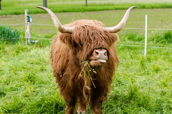 Scottish Highland Cow — Stock Photo, Image