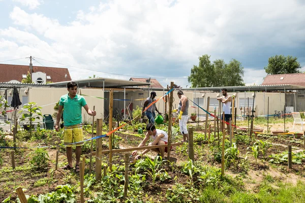 Attività di giardinaggio in un campo profughi tedesco — Foto Stock