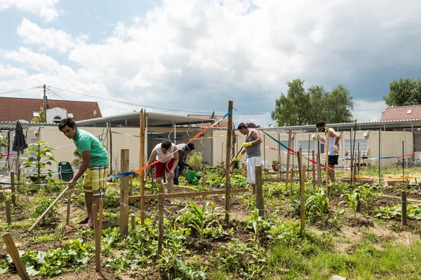 Actividades de jardinería en un campo de refugiados alemán —  Fotos de Stock