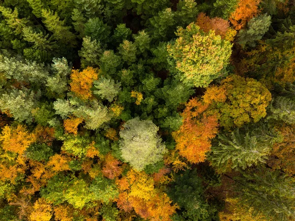 Letecký pohled na podzimní les. Podzimní krajina s červeným, žlutým a zeleným listím, jak je vidět shora — Stock fotografie