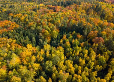 Sonbahar ormanının havadan görünüşü. Yukarıdan görüldüğü gibi kırmızı, sarı ve yeşil yapraklı sonbahar manzarası