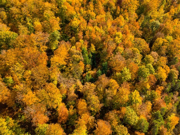 Vista aerea della foresta autunnale. Paesaggio autunnale con fogliame rosso, giallo e verde visto dall'alto — Foto Stock