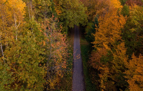 Vista aerea della foresta autunnale. Paesaggio autunnale con fogliame rosso, giallo e verde visto dall'alto — Foto Stock