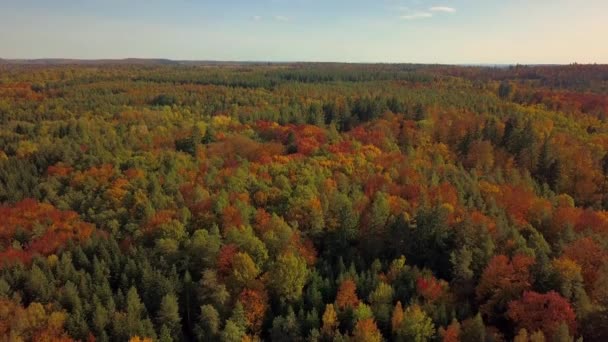 Αεροφωτογραφία ενός κηφήνα που κατεβαίνει σε ένα φθινοπωρινό δάσος. Φθινόπωρο τοπίο με κόκκινο, κίτρινο και πράσινο φύλλωμα σε μια ηλιόλουστη μέρα του Οκτωβρίου κοντά στη Στουτγάρδη στη νότια Γερμανία — Αρχείο Βίντεο