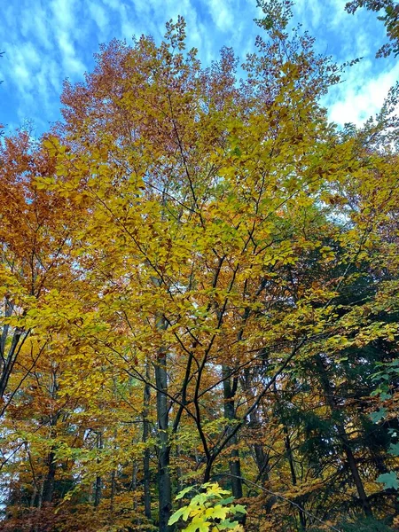 독일 슈투트가르트 근처에 있는 숲 속의 나무들로 가득 찬 아름다운 가을 풍경 — 스톡 사진