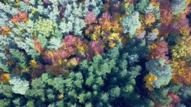 Sonbahar ormanı üzerindeki dikey uçuşun havadan görüntüsü. Yukarıdan görüldüğü gibi kırmızı, sarı ve yeşil yapraklı sonbahar manzarası