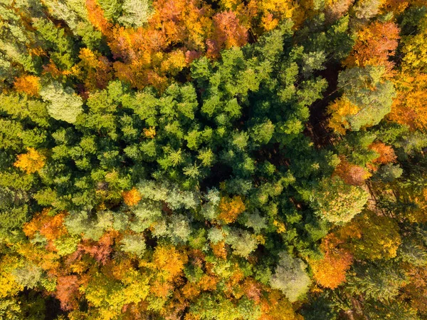 Vista aérea del bosque de otoño. Paisaje otoñal con follaje rojo, amarillo y verde visto desde arriba —  Fotos de Stock