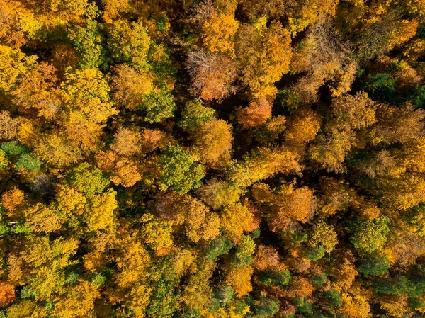 Letecký pohled na podzimní les. Podzimní krajina s červeným, žlutým a zeleným listím, jak je vidět shora — Stock fotografie