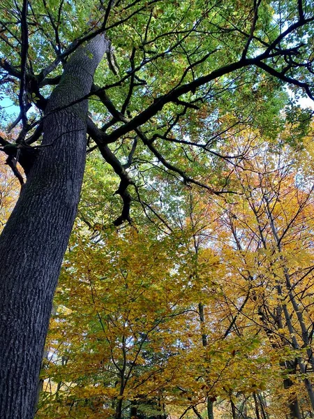 Piękna scena jesienna z drzewami pełnymi kolorowych liści w lesie niedaleko Stuttgartu, Niemcy — Zdjęcie stockowe