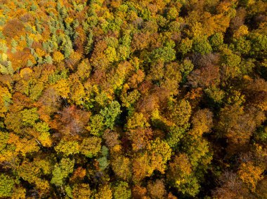 Sonbahar ormanının havadan görünüşü. Yukarıdan görüldüğü gibi kırmızı, sarı ve yeşil yapraklı sonbahar manzarası