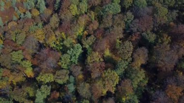 Sonbahar ormanı üzerindeki dikey uçuşun havadan görüntüsü. Yukarıdan görüldüğü gibi kırmızı, sarı ve yeşil yapraklı sonbahar manzarası