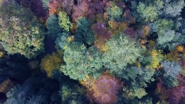 空中俯瞰着一架无人驾驶飞机飞越秋天的森林.在德国南部斯图加特附近，秋天的风景，在阳光灿烂的十月里，有着红色、黄色和绿色的叶子 — 图库视频影像