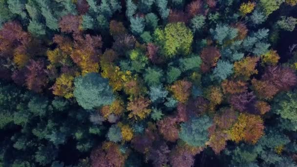 Vista aérea del vuelo vertical sobre el bosque de otoño. Paisaje otoñal con follaje rojo, amarillo y verde visto desde arriba — Vídeos de Stock