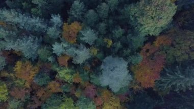 Sonbahar ormanı üzerinde havadan uçmak. Yukarıdan görüldüğü gibi kırmızı, sarı ve yeşil yapraklı sonbahar manzarası
