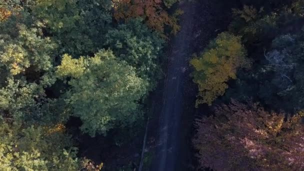 秋の森の中に降下するドローンの空中ビュー。ドイツ南部のシュトゥットガルト付近で10月の晴れた日に赤、黄色、緑の葉で秋の風景 — ストック動画