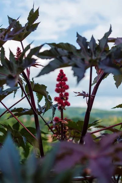 Castor oil plant — Stock Photo, Image