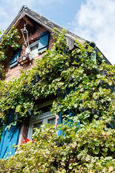 Vecchia casa con piante di vino — Foto Stock
