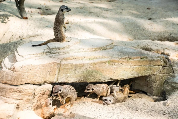 Meerkats jugando alrededor — Foto de Stock