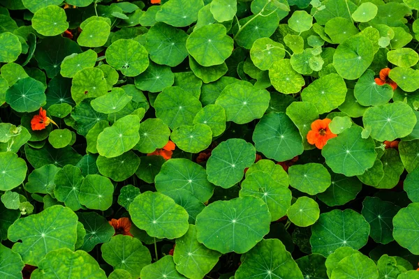 Kapuzinerkresseblüten — Stockfoto