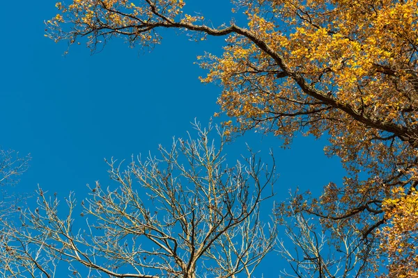 秋は青空を背景に — ストック写真