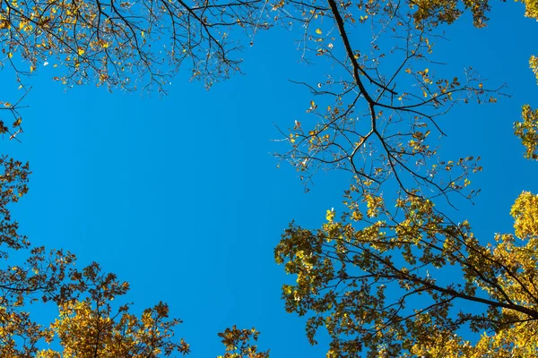 秋は青空を背景に — ストック写真