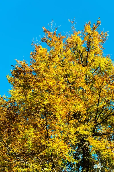 青空と紅葉 — ストック写真