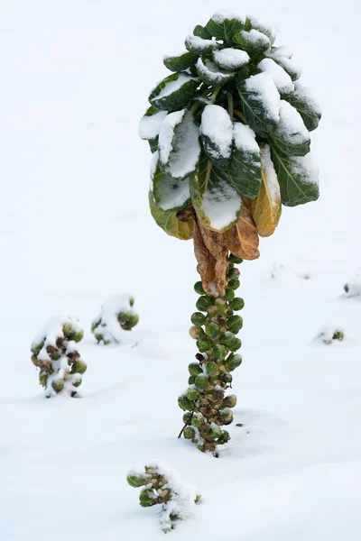 Brussels sprout in snow — Stock Photo, Image