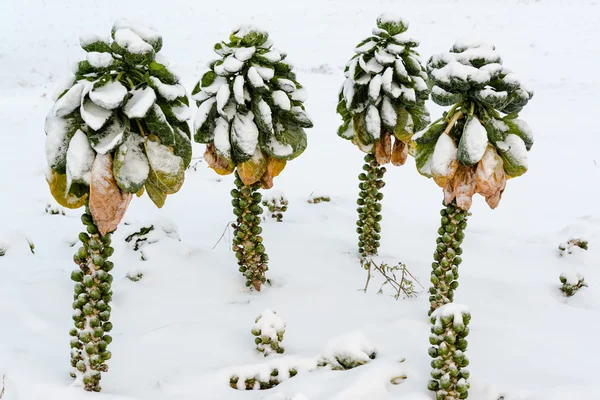 Brotes de Bruselas en la nieve — Foto de Stock