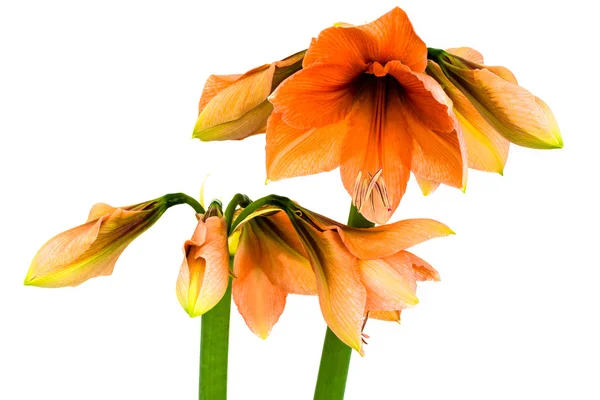 Blühende orange Amaryllis — Stockfoto