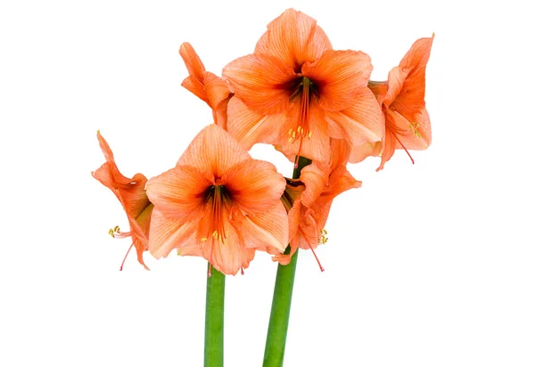 Turuncu Amaryllis tam çiçeği içinde — Stok fotoğraf