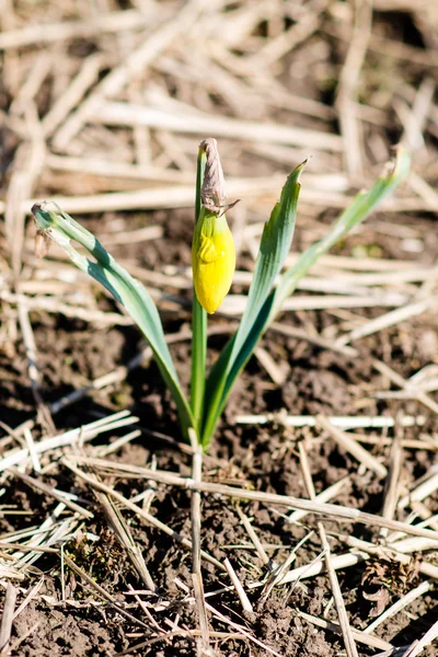 Narcisos jóvenes —  Fotos de Stock