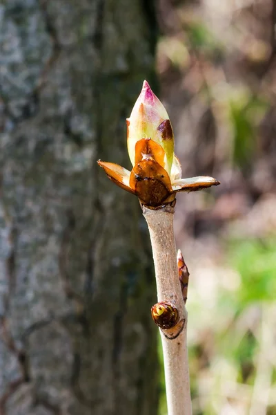 Kastanienknospe — Stockfoto