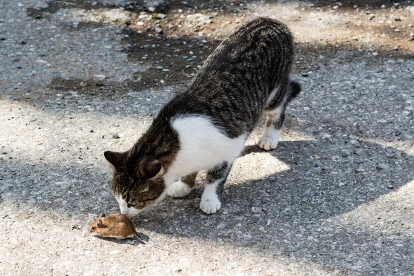 Katz und Maus — Stockfoto