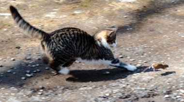 Kedi ve Fare