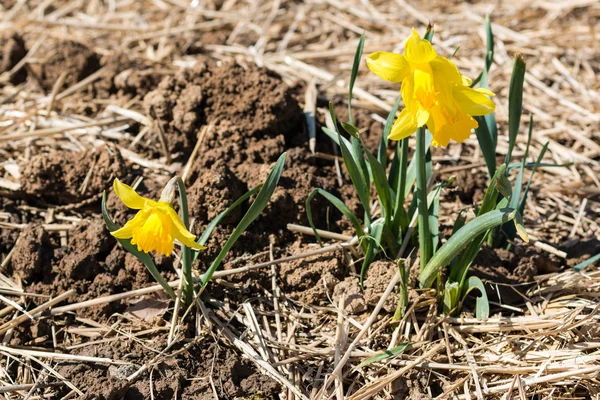 Молодий нарцисів — стокове фото