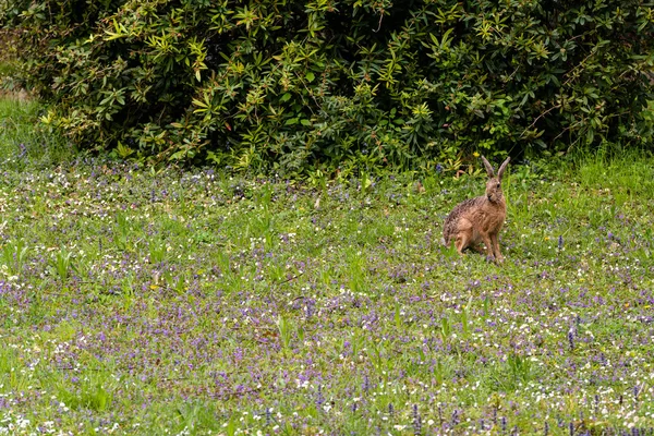 Дикий заяц в зеленой траве — стоковое фото