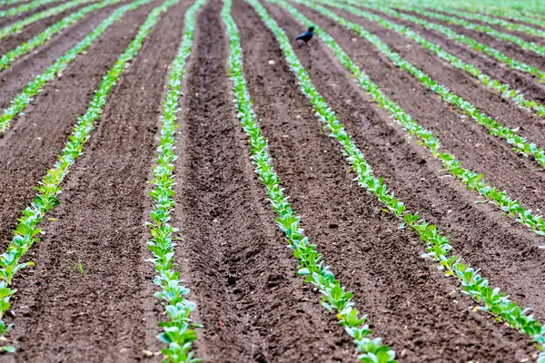 Fileiras de alface plantada recentemente com pássaro — Fotografia de Stock