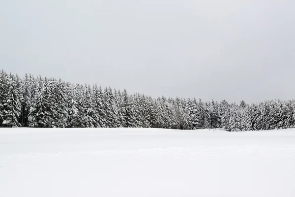Skogen under snöfall på vintern — Stockfoto