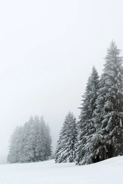 Alberi durante la nevicata in inverno — Foto Stock